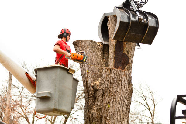 Reliable Crescent City, FL Tree Services Solutions